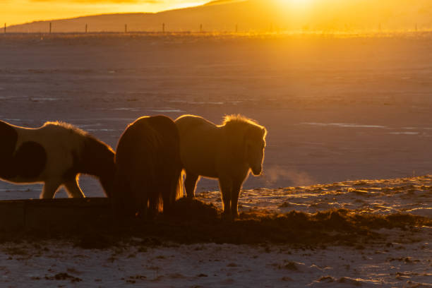 istock Icelandic ponies in the Snow 2198713656