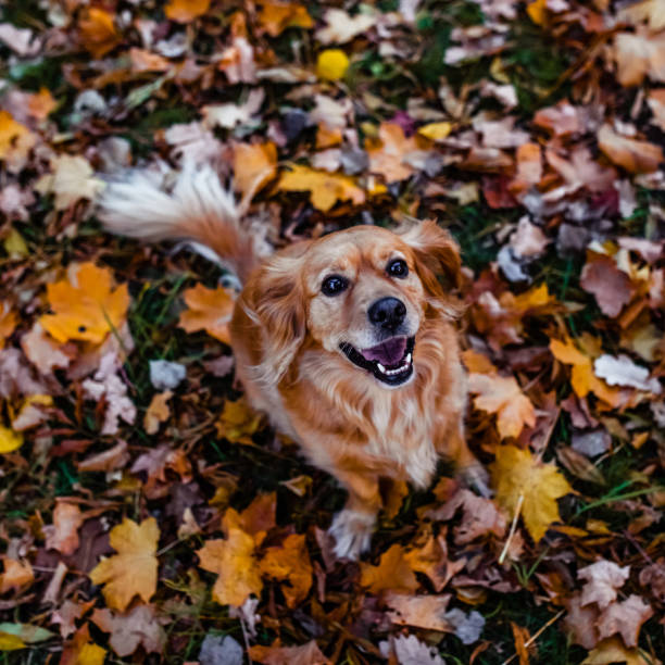 istock Red dog smiling in autumn foliage in park 2198714578