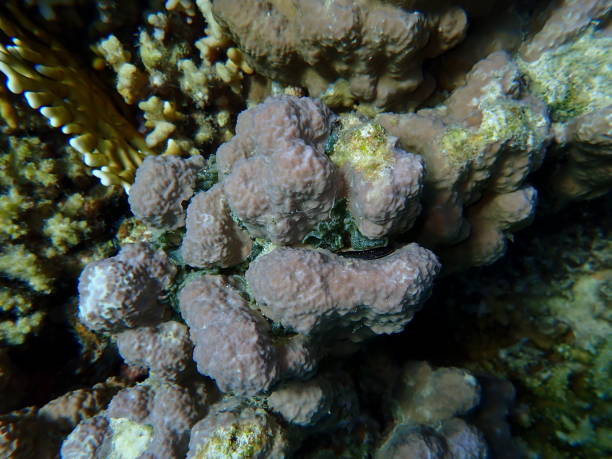 istock Mountain cupcoral or hump coral (Porites rus) undersea 2198714626