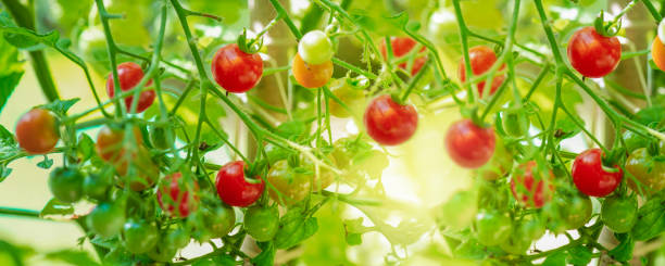 istock closeup on red cherry tomatoes   ripening in a vegetable garden in summer light 2198714867