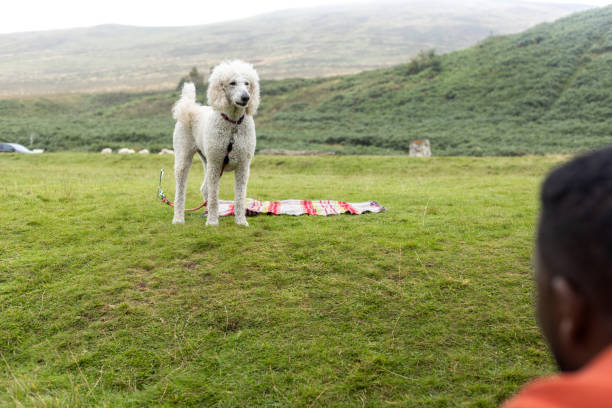 A wide over-the-shoulder shot of a white poodle dog standing on a field at Ingram Valley in the North East of England. The dog is looking at their owner. They are on a family walk together.Videos are available similar to this scenario.