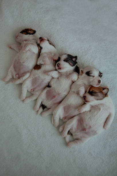5 cute newborn puppies jack russel.