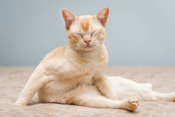 Burmese cat sitting on the bed. Cute cat in the interior.