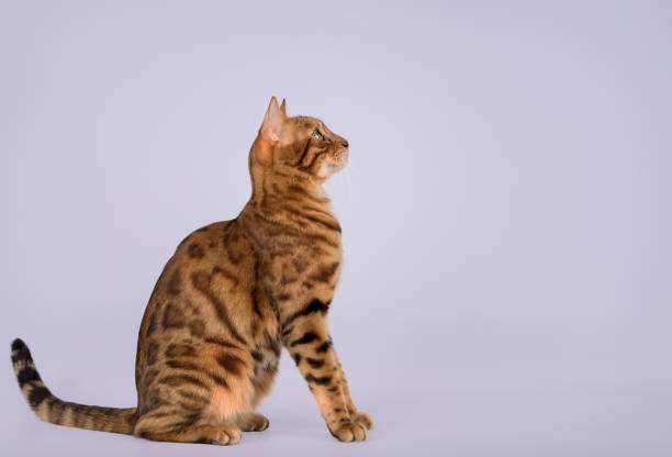 istock Portrait of a Bengal cat. Side view. 2198716972