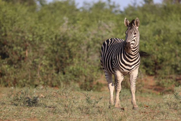 istock Steppenzebra / Burchell's zebra / Equus quagga burchellii 2198717143