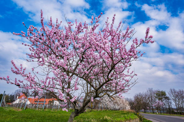 istock Almond blossom in the Palatinate 2198717855