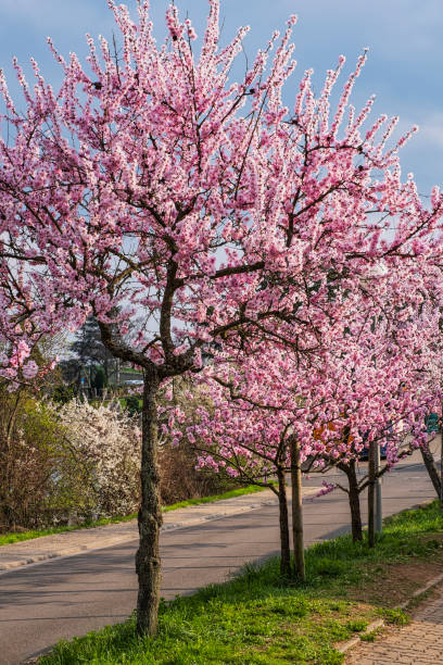 istock Almond blossom in the Palatinate 2198717888