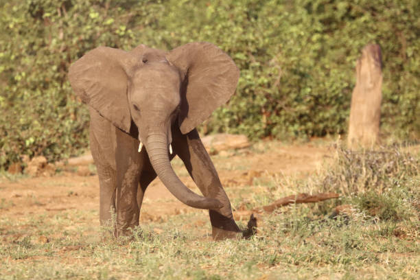 istock Afrikanischer Elefant / African elephant / Loxodonta africana 2198717892