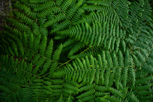 istock Green Leaves of Ferns Cover Image 2198718158