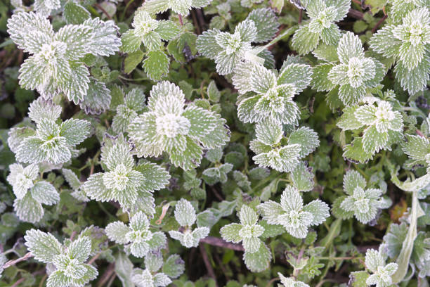 frozen green leaves plant leaves in the morning
