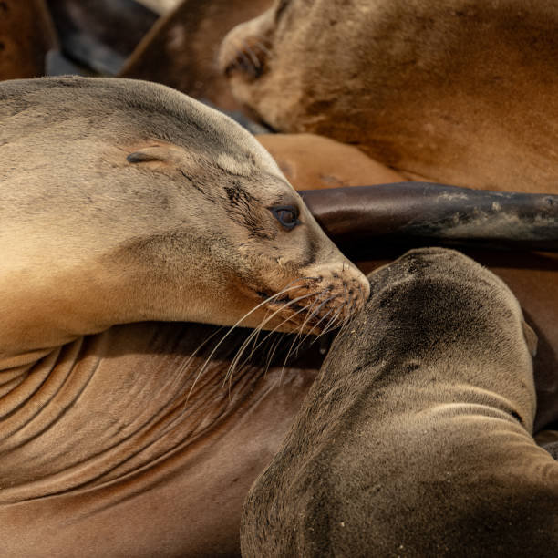 istock Mother Sea Lion Reaches Back To Check On Baby 2198718408