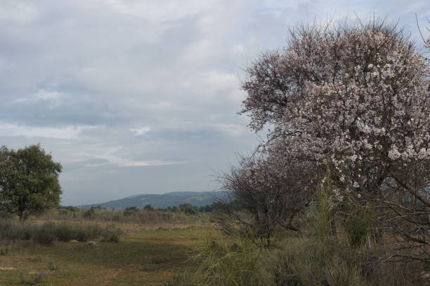 ...mountain landscape in the morning on a cloudy day