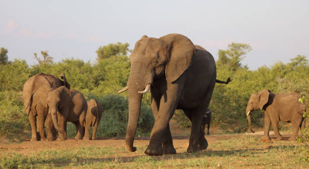 istock Afrikanischer Elefant / African elephant / Loxodonta africana 2198718561