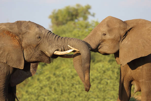 istock Afrikanischer Elefant / African elephant / Loxodonta africana 2198718570