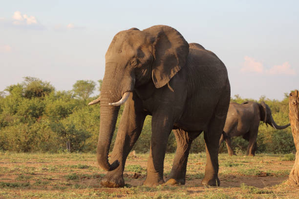 istock Afrikanischer Elefant / African elephant / Loxodonta africana 2198718757