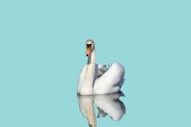 istock White mute swan on a blue background. 2198718795