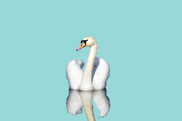 istock White mute swan on a blue background. 2198718810