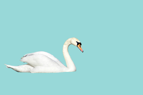 istock White mute swan on a blue background. 2198718818