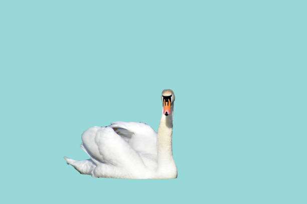istock White mute swan on a blue background. 2198718819