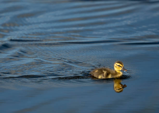istock Single Blue-winged Teal Duckling Has Water Droplet Stuck To Bill 2198719724