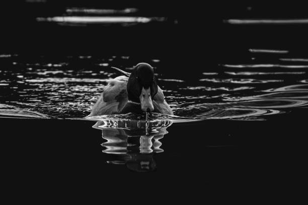 mallard duck