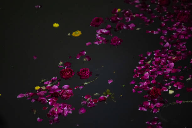 istock Rose petals in valentines day 2198720188