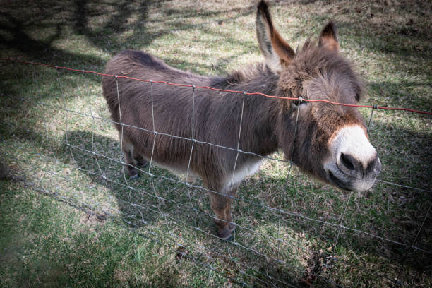istock Cute donkey sticking nose between fence for attention. 2198720388