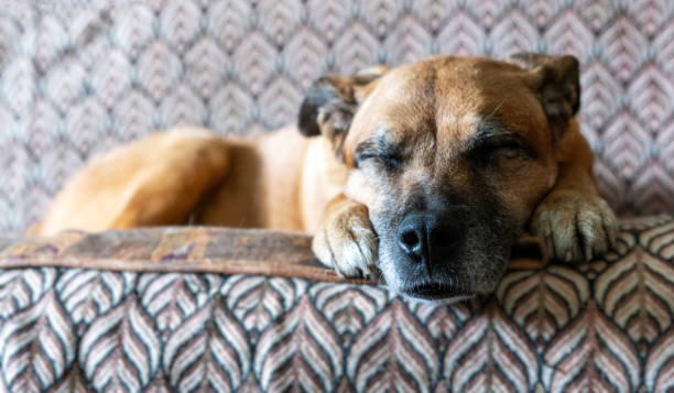 istock Senior mixed-breed dog with reddish ginger fur sleeping on a soft couch. Domestic animal resting in a warm home environment. Peaceful and cozy atmosphere of pet relaxation 2198720887