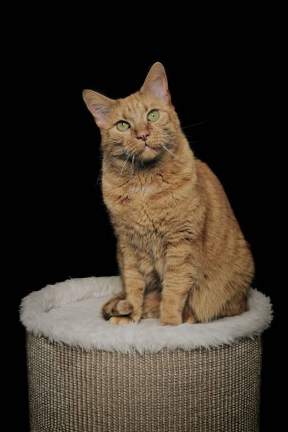 istock Cute orange cat sitting on the scratching post and looking curious at the camera. Vertical image. 2198723274