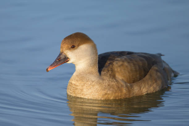 A female red crested Pochard swimming in the water, sunny morning in springtime, Austria