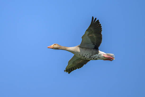 istock Greylag goose in flight on a sunny day in springtime 2198724234