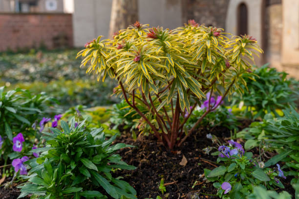 Brightly colored plants flourish in a garden during the early spring season in an urban setting stock photo