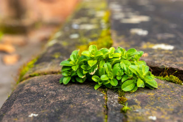 istock Green plant growing on a stone surface in a natural environment during daylight hours 2198726337