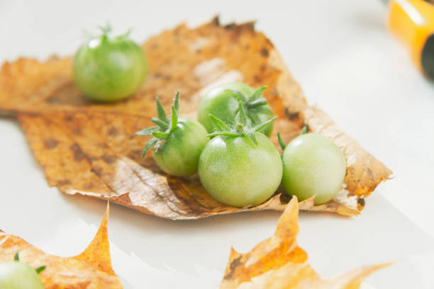 Green cherry tomatoes on autumn yellow leaf. Tomatoes in autumn. Yellow maple leaf and green tomatoes..