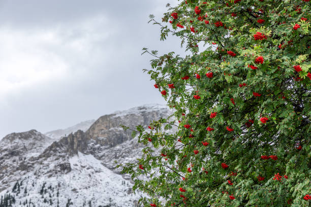 Rowan tree with red berries dusted in snow stands against the backdrop of snow covered Dolomite peaks under a cloudy sky, capturing the transition of seasons