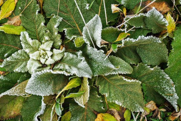 istock Frozen grass in cold winter morning 2198728078