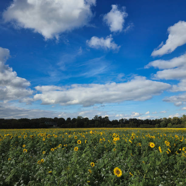 A breathtaking and stunning view of a vibrant sunflower field set against a beautiful, expansive sky above