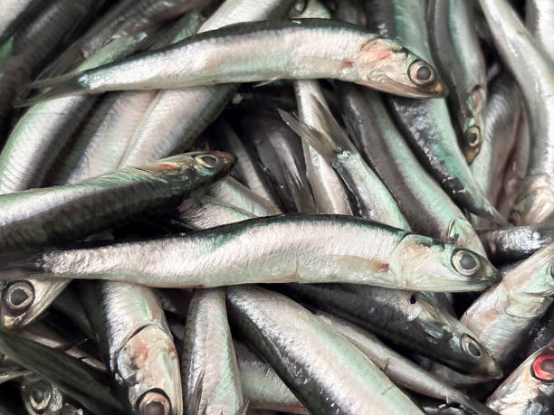 Directly above fresh anchovies background