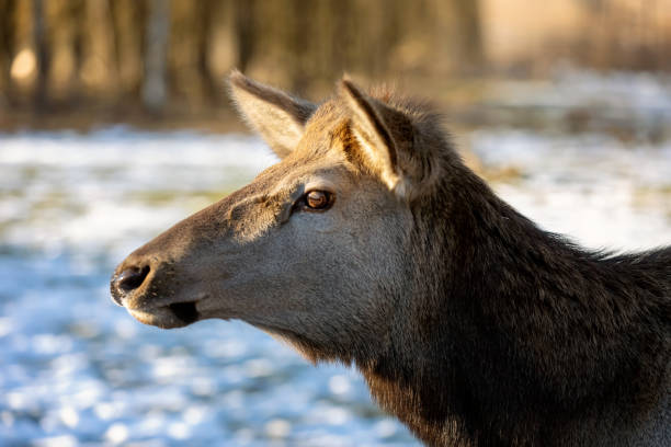 portret mature female deer Wapiti (Cervus canadensis) in a winter forest clearing.