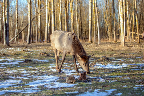 deer grazes in a clearing of a winter forest.