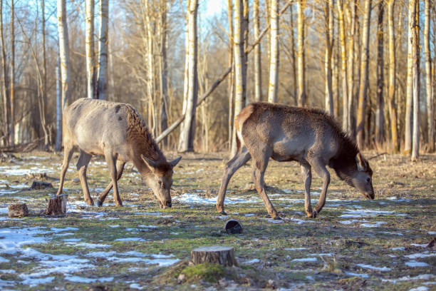 Deer grazing in a clearing of a felled forest. Deforestation