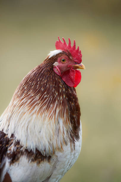 Close up portrait of rooster isolated on blurred background