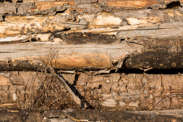 Close-up of stacked tree trunks with weathered bark revealing rich textures and natural aging. A rustic snapshot of the timeless beauty of nature.