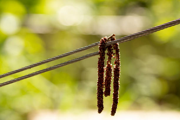 Parallel wires with brown blossoms against a blurred green background, highlighting the natural beauty and contrasting the sharpness and softness in the image.