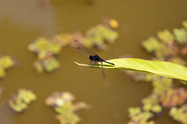 istock Photograph of a beautiful dragonfly. 2198732062