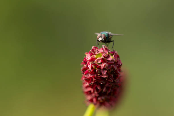 Calliporidae (green bottle blow fly) Found in most parts of the world. These are in Sydney Australia, sitting on a Mulla mulla flower.  The Mulla Mulla is a Australian wildflower of the outback.