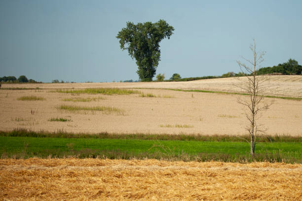 Breathtaking rural landscape featuring a distinctive tree and harvested fields. Ideal for nature lovers, photographers, and those seeking peace and beauty.