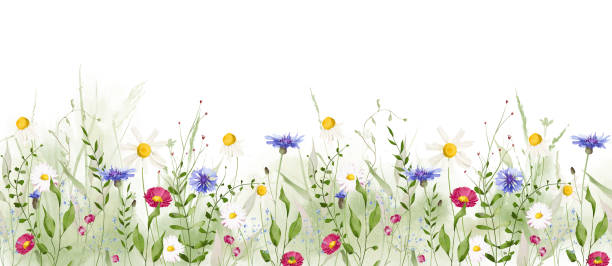 istock Watercolor floral seamless border. Meadow red daisy, blue forget-me-not, chamomiles wild flowers, green branches, leaves 2198732472