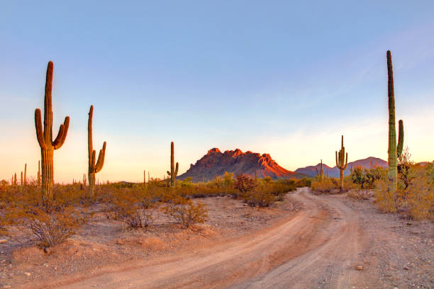 Ironwood Forest National Monument is located in the Sonoran Desert of Arizona near Tucson