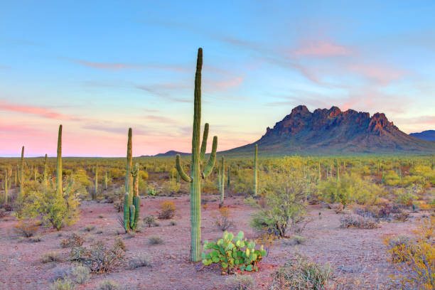 istock Ironwood National Monument in Arizona 2198733863
